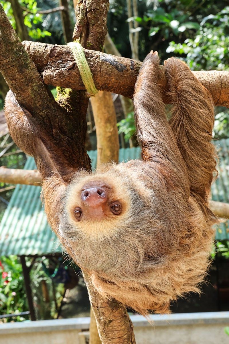Sloth in Manuel Antonio