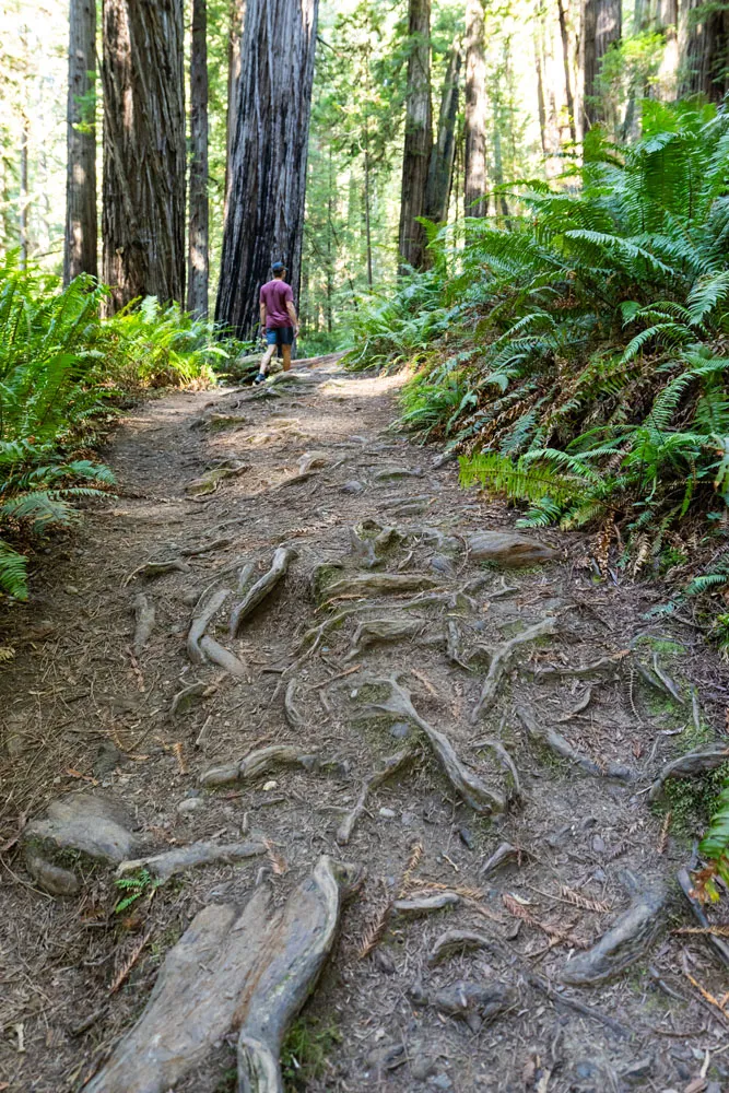 Tree Roots Redwoods