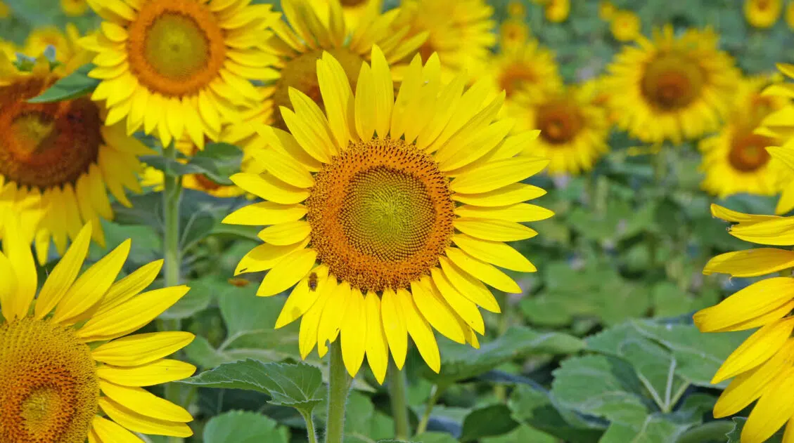 Indiana Header Photo