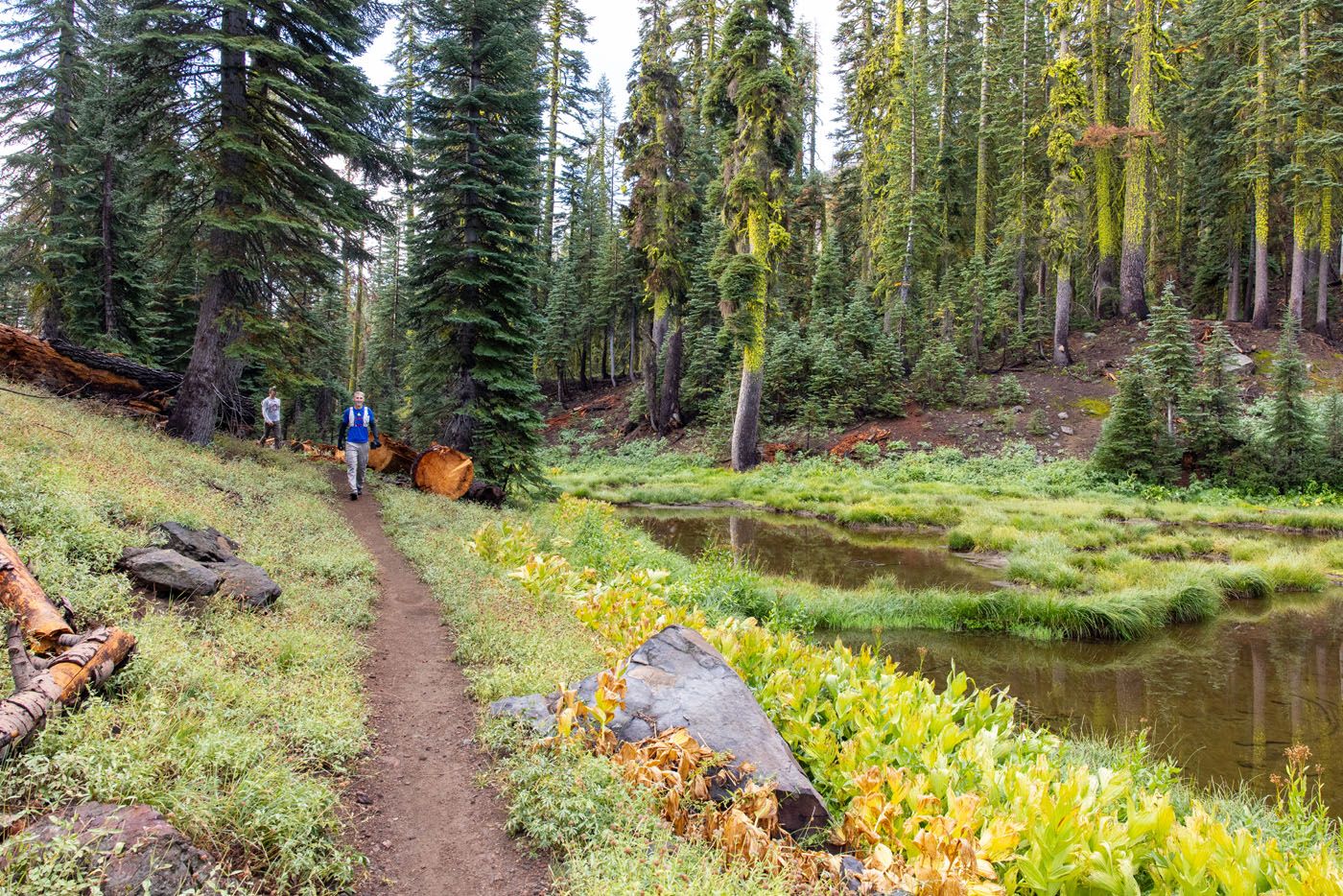 Brokeoff Mountain Meadow