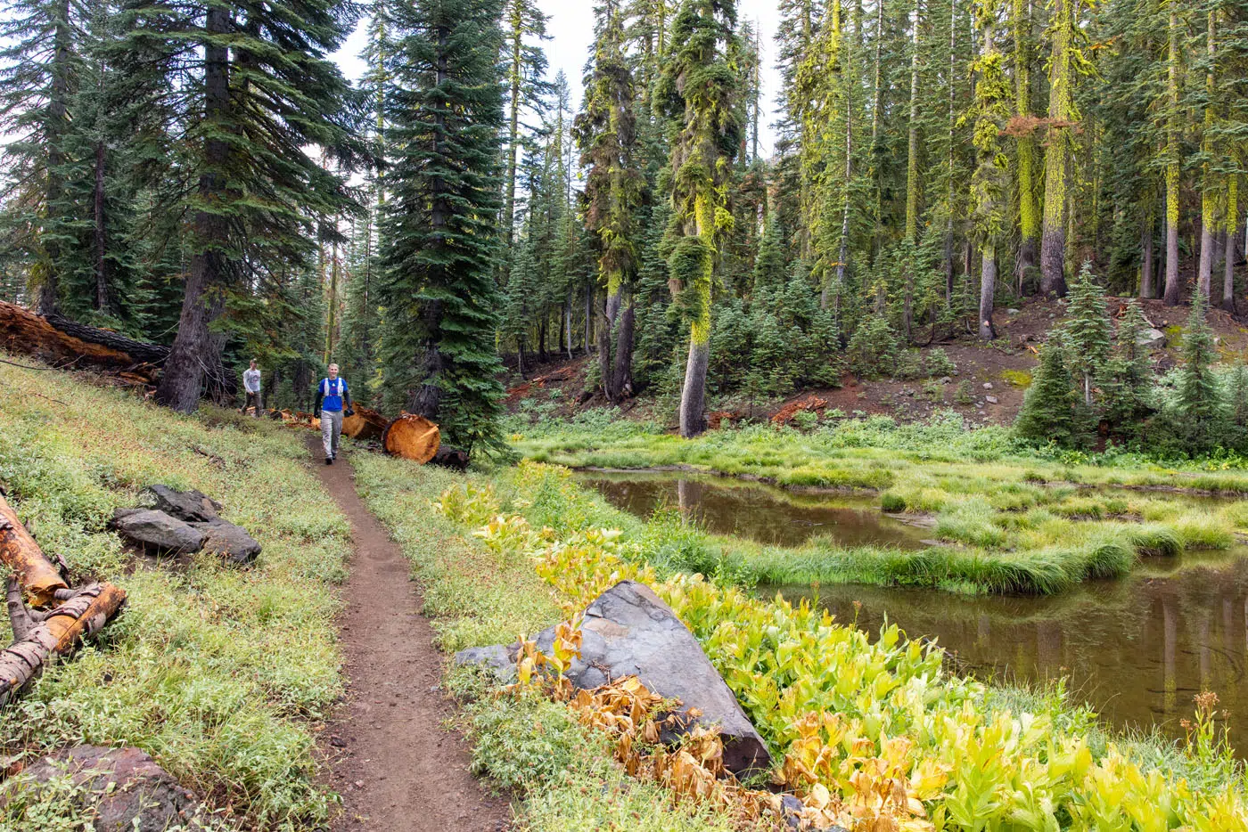 Brokeoff Mountain Meadow
