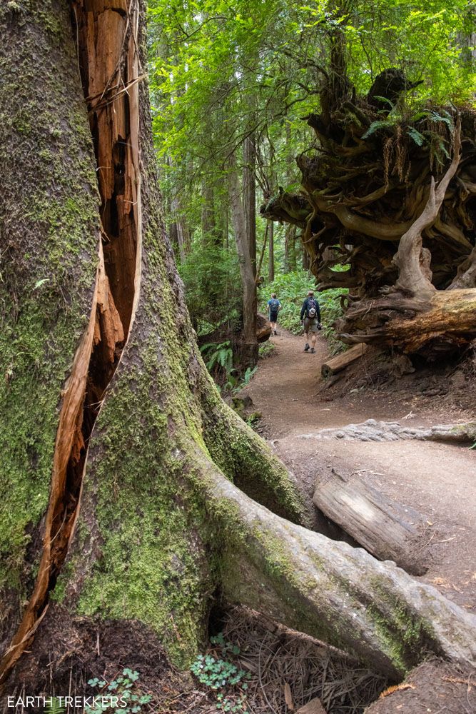 Cool Tree Trillium Falls Redwood
