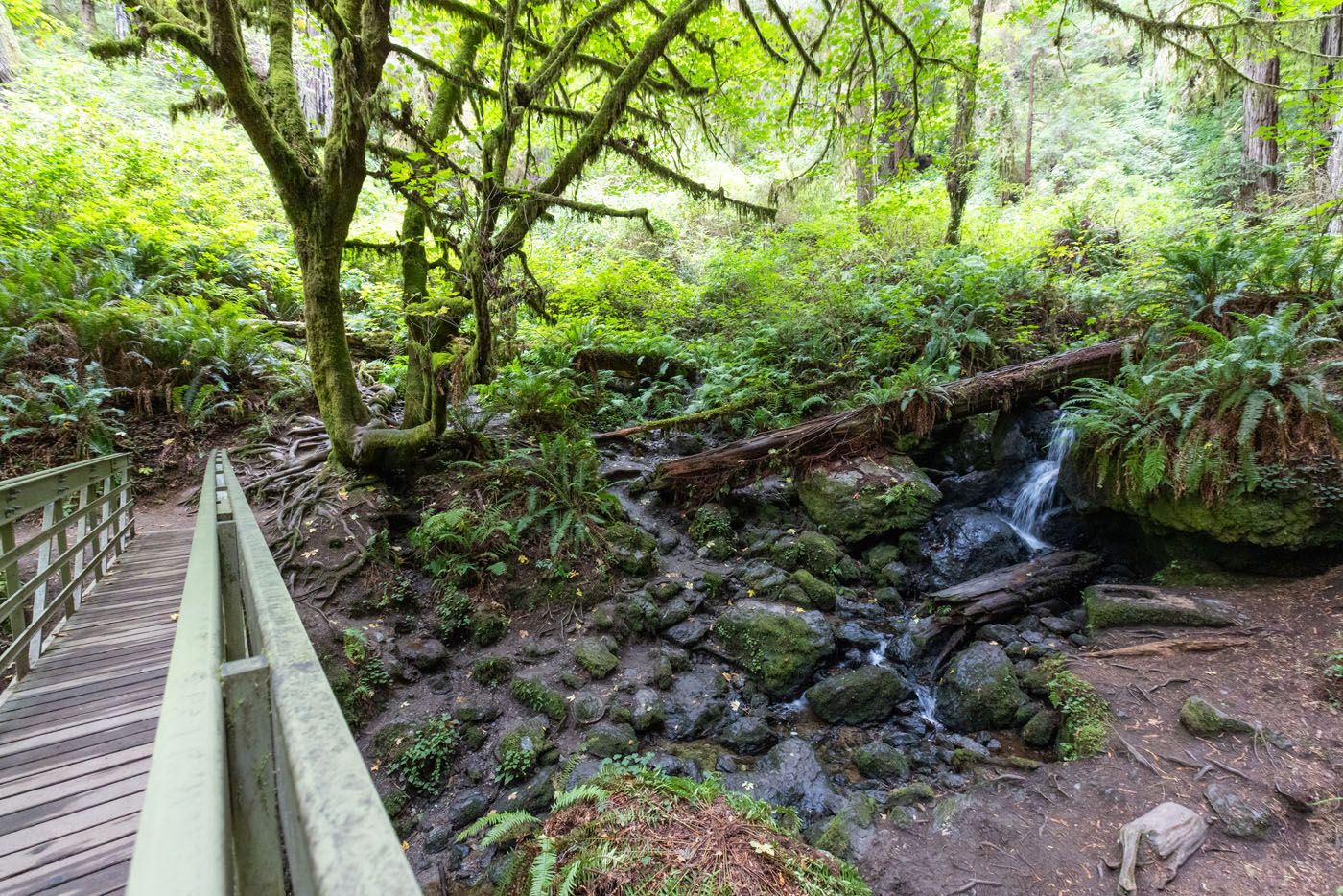 Creek on Trillium Falls Trail
