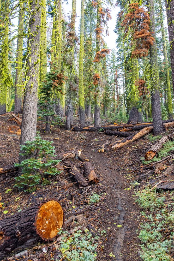 Forest Trail Brokeoff Mountain