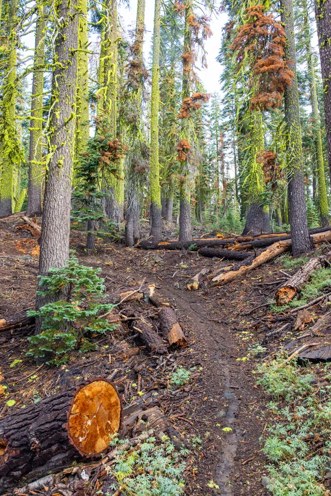 Forest Trail Brokeoff Mountain