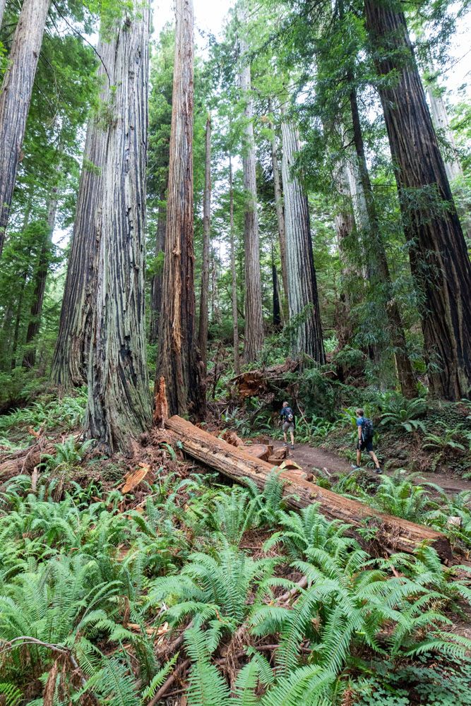 Hiking through Redwoods