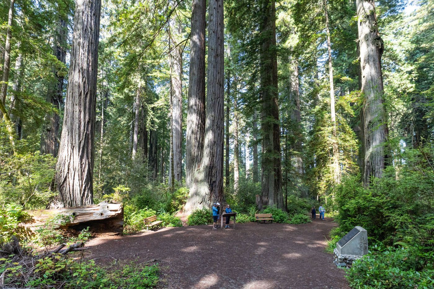 Lady Bird Johnson Grove