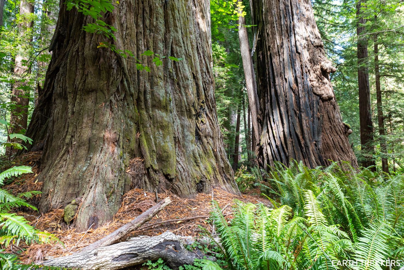 Massive Trees in Tall Trees Grove