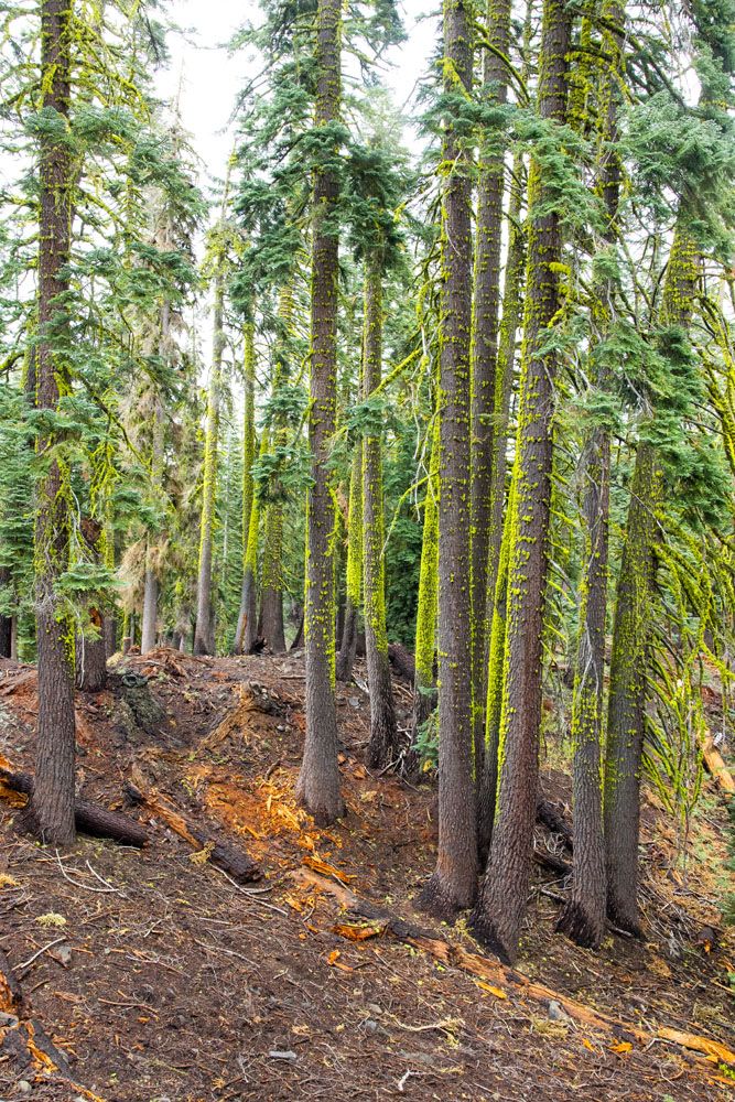 Mossy Trees Brokeoff Mountain Hike