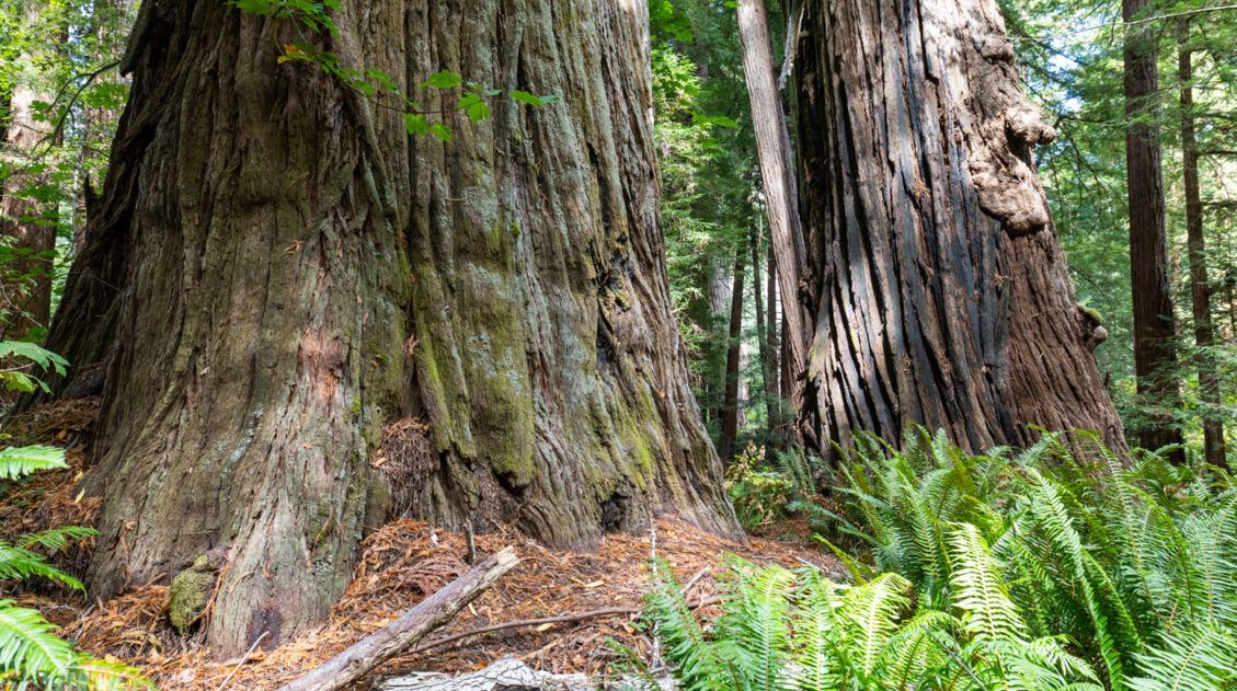 Redwood National Park