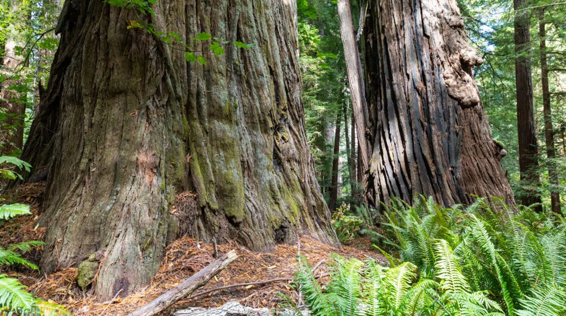 Redwood National Park