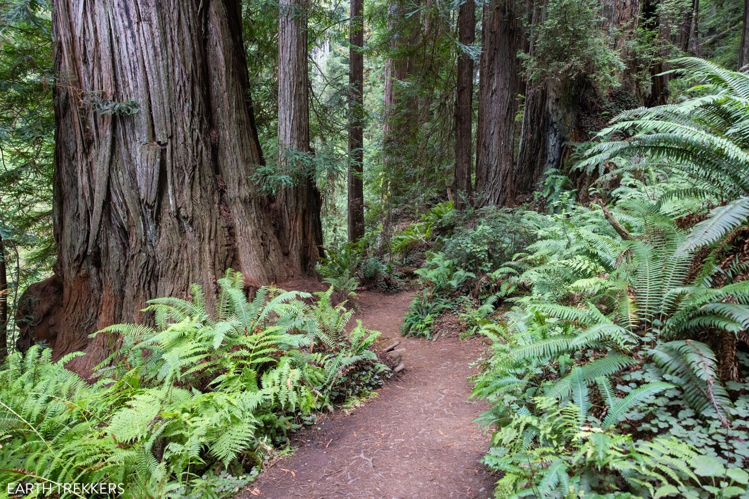 Redwood National Park Hiking Trail