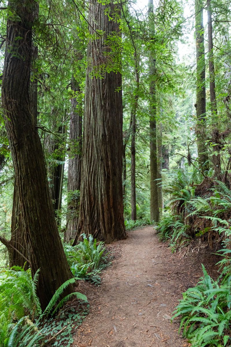 Redwood National Park Photo