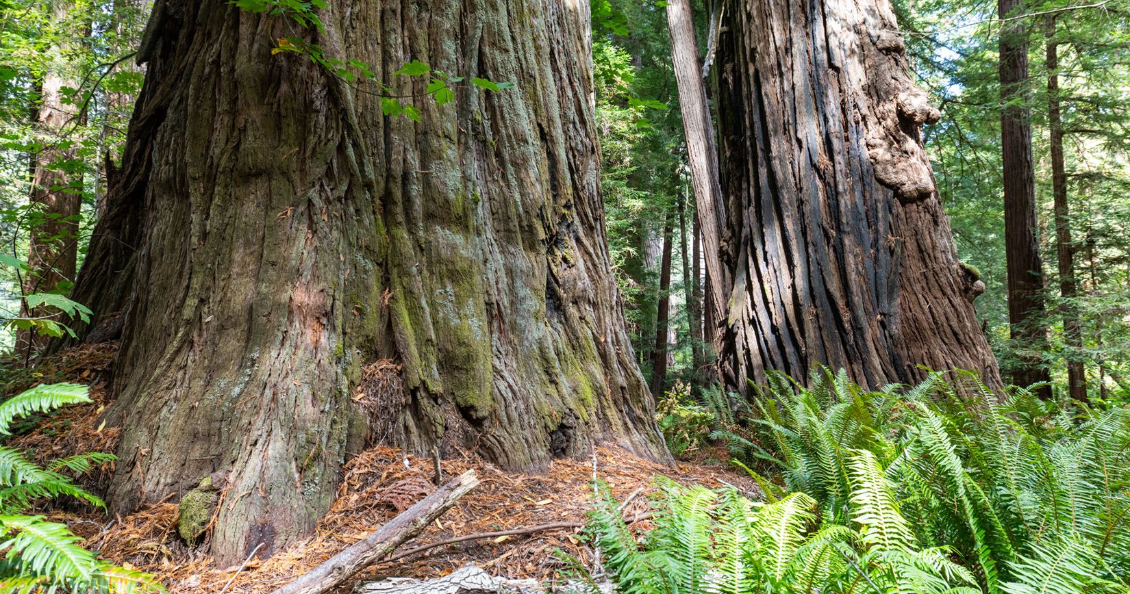 Redwood National Park