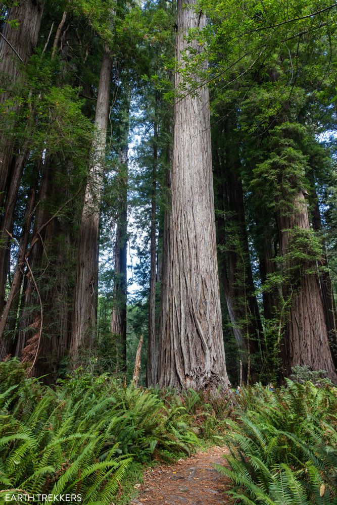 Redwood Tall Trees Grove