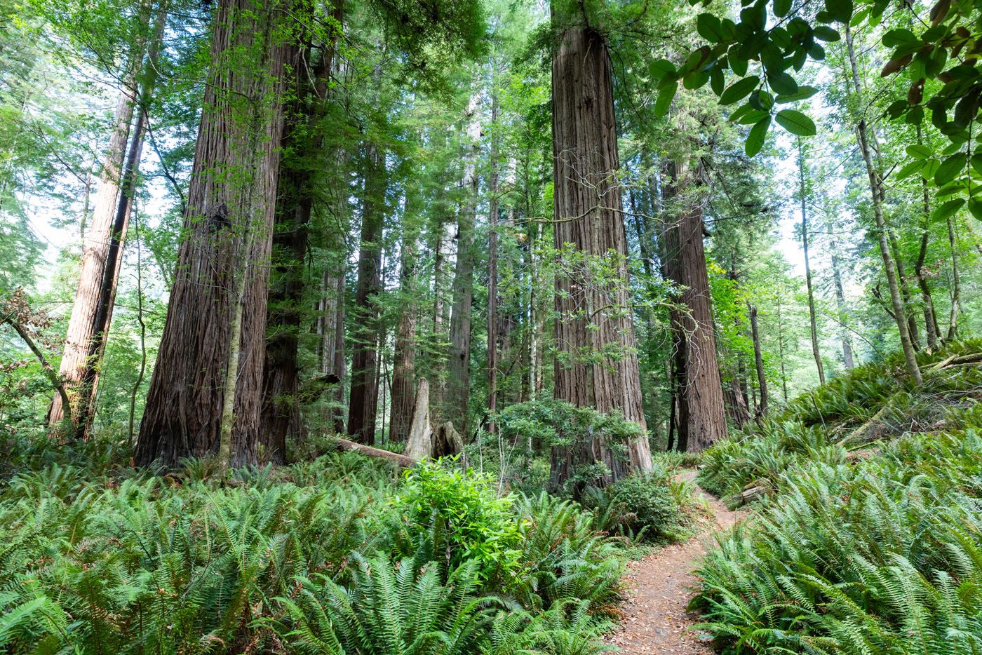 Tall Trees Grove Redwood National
