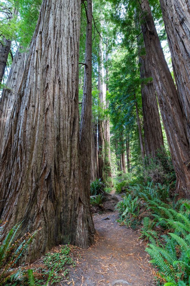 Tall Trees Grove Trail