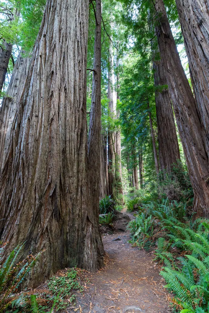 Tall Trees Grove Trail