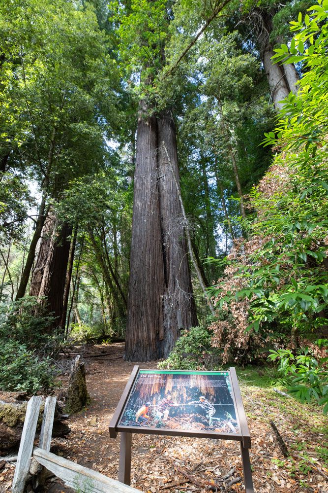 The Tall Tree in Redwood
