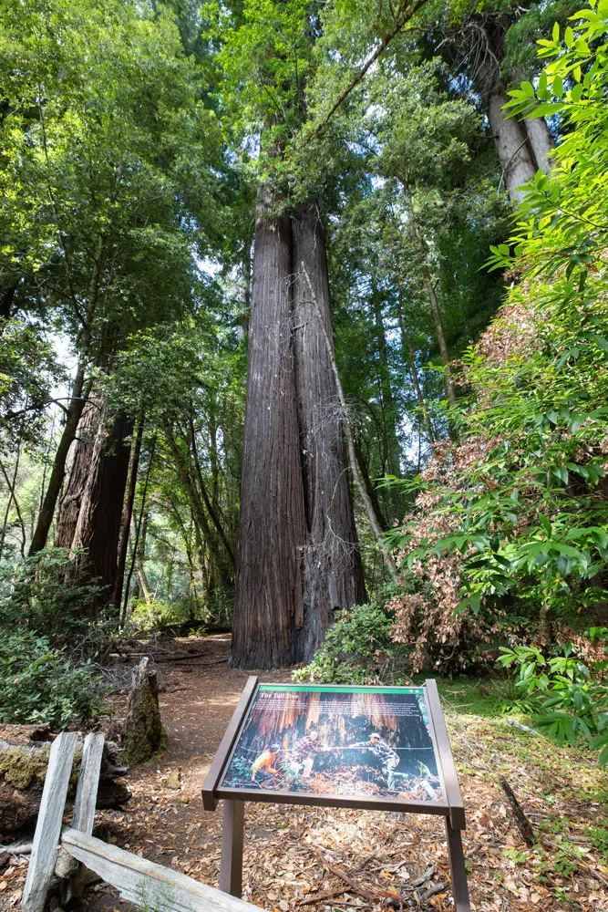 The Tall Tree in Redwood