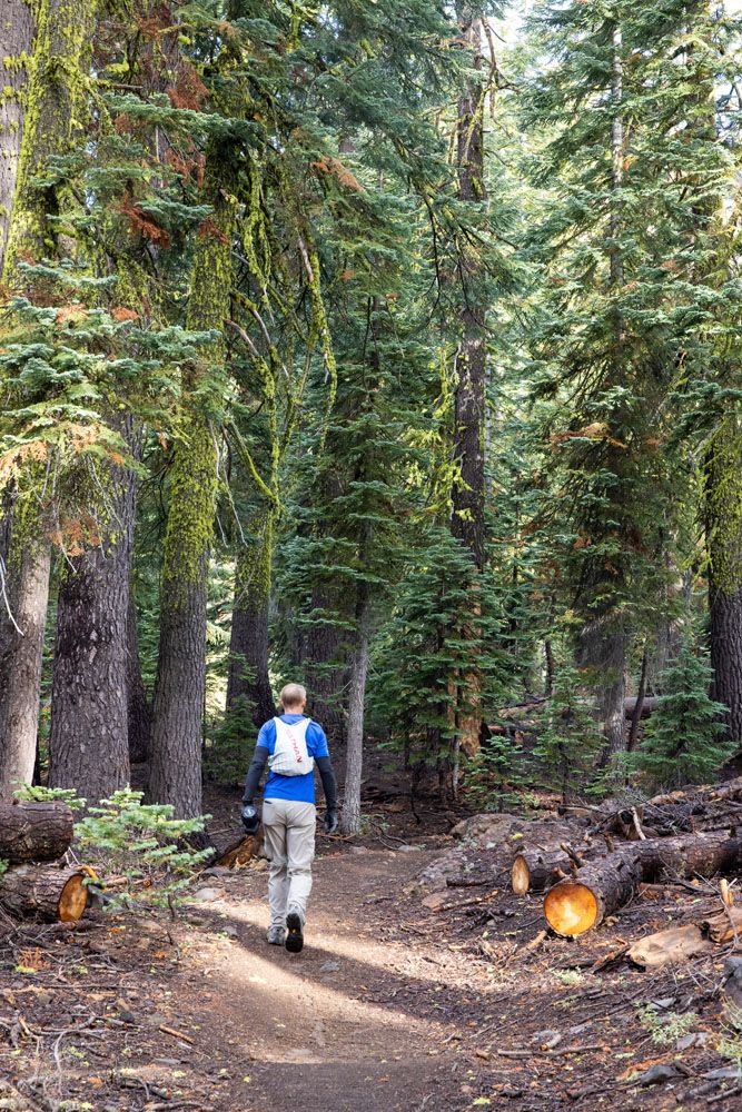 Thick Forest