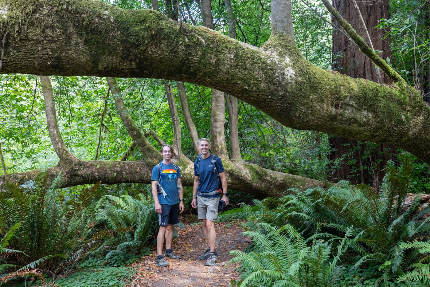 Tim and Tyler Tall Trees Grove Redwood