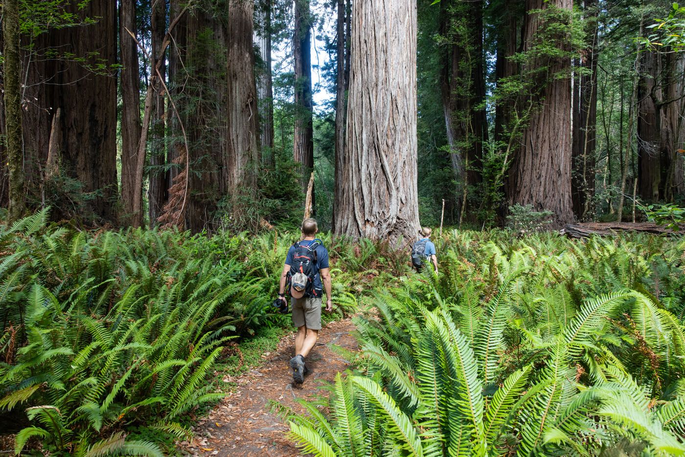 Trail through Tall Trees Grove