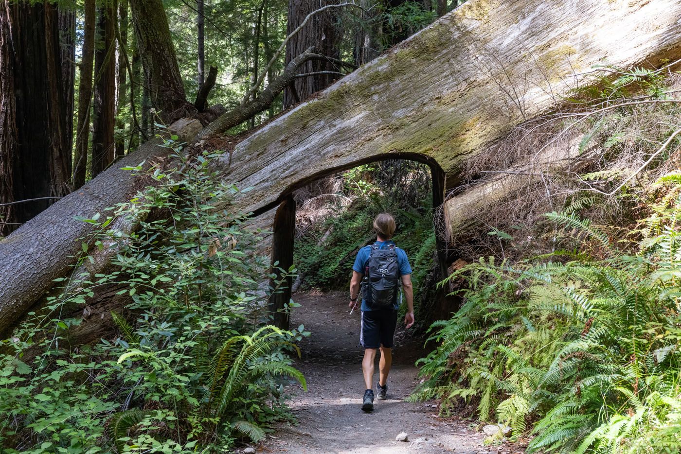 Tyler Hiking Tall Trees Grove Redwood