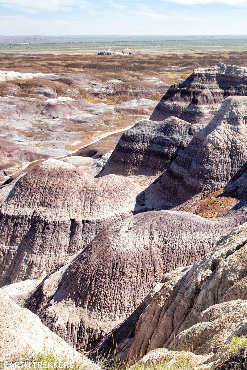 Blue Forest Petrified Forest