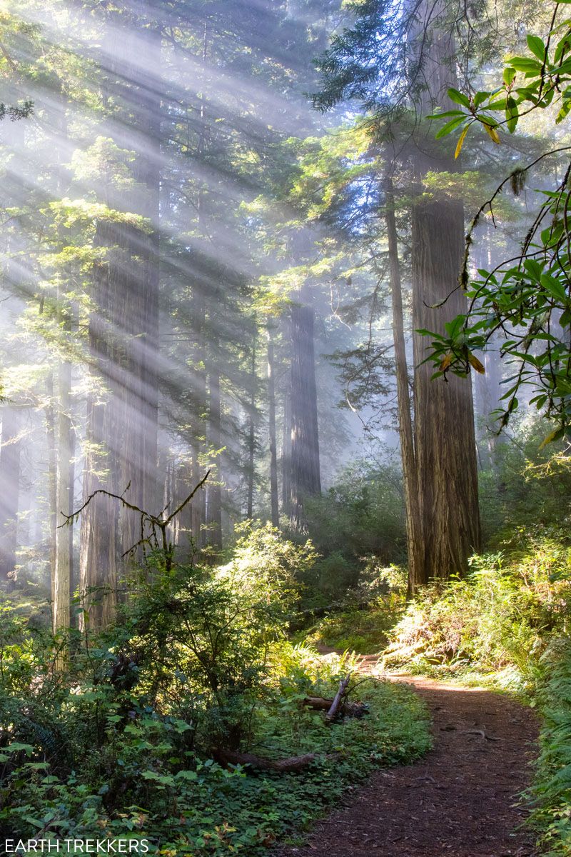 Damnation Creek Trail Fog and Sunrays
