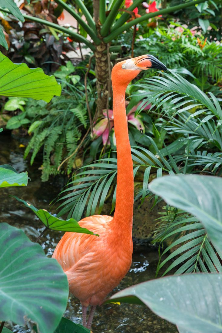 Flamingo in Key West