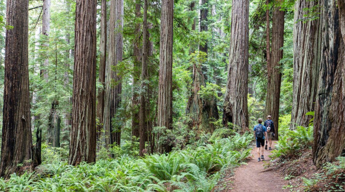 Redwood National Park Photo