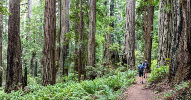 Redwood National Park Photo