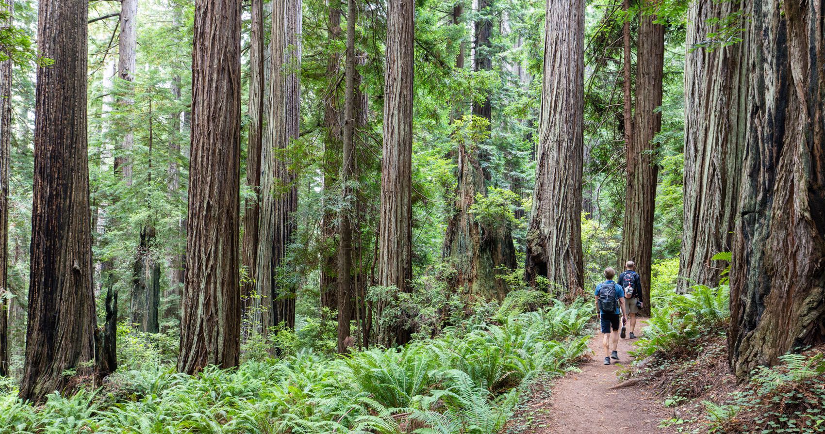 Redwood National Park Photo