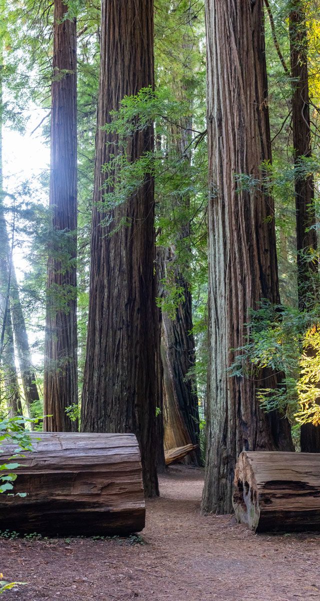 Redwood
