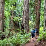 Best things to do in Redwood National and State Parks: Jedediah Smith, Stout Memorial Grove, Del Norte Coast, Prairie Creek, Fern Canyon, best hikes, best scenic drives, best beaches.