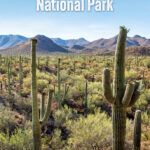Best things to do in Saguaro National Park, Arizona: top hikes, scenic drives, plus important travel planning information.